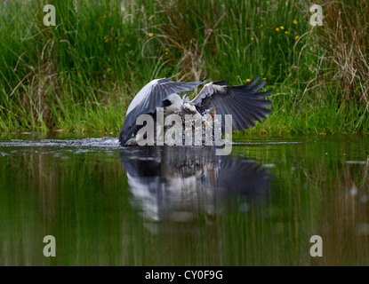 Airone cenerino Ardea cinerea con trote grosse arcobaleno Scozia Luglio Foto Stock