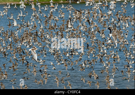 Principalmente Dunlin Calidris alpina ma anche Redshank, nero con testa di gabbiani e nodo arrivando ad alta marea roost su Snettisham box su R Foto Stock