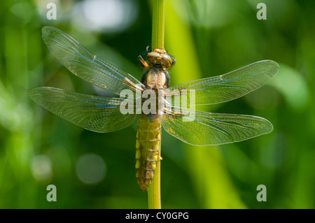 Un ampio corposi Chaser dragonfly asciuga fuori nel sole dopo emergente dal exuviae Foto Stock