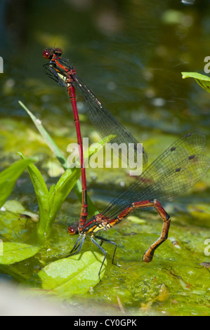 Una coppia di grandi Damselflies rosso nella presa di accoppiamento, la femmina deposizione delle uova in un laghetto in giardino, Hastings, Sussex, Regno Unito Foto Stock