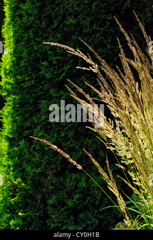 Piume ornamentali erba (Karl Foerster's) a fianco di una casa, maggiore Sudbury, Ontario, Canada Foto Stock