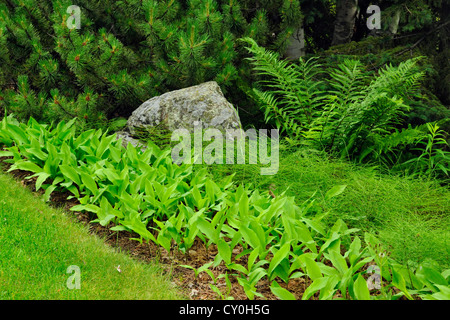 Blu-cordone lily colony a bordo del prato, maggiore Sudbury, Ontario, Canada Foto Stock