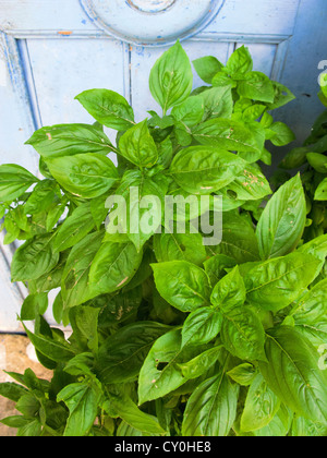 Mint crescente nei confronti di una vecchia porta blu, Creta, Grecia Foto Stock