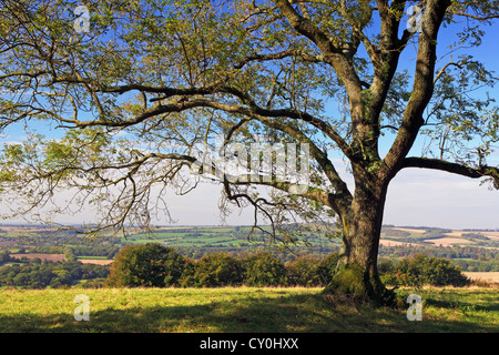 Un albero di cenere sul vecchio winchester hill in Hampshire Inghilterra con vista su tutta la campagna di laminazione di Meon Valley Foto Stock