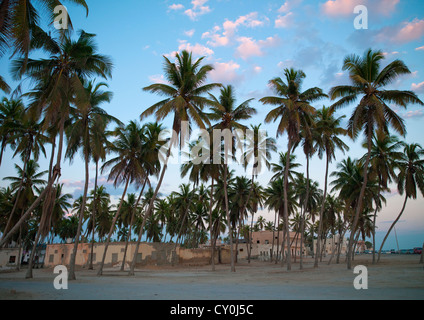 Le palme in Salalah, Oman Foto Stock