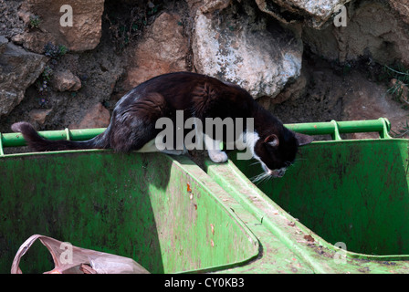 Gatto sul Garbage lattine, Chefchaouen (Chaouen), Regione Tangeri-Tetouan, Rif Mountains, Marocco, Africa Settentrionale, Africa Foto Stock