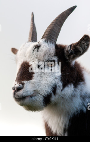 In prossimità di una capra Foto Stock