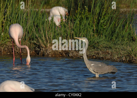 Airone cinerino (Ardea cinerea)in cerca di cibo nelle paludi della Camargue, Francia Foto Stock