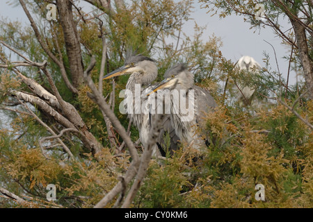 Due giovani aironi cenerini in appoggio nel suo nido, CAMARGUE, Francia Foto Stock