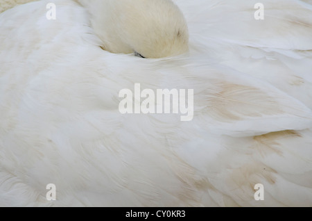 Swan dormire in una calda giornata estiva Foto Stock