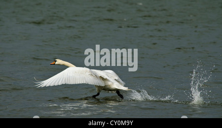 Swan sbarco sulle rive di un fiume Foto Stock