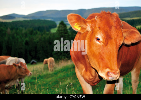 Germania, Foresta Nera: Limousin mucche al pascolo le Highlands di Bernau Foto Stock