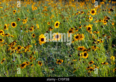 Vista ravvicinata di Golden tickseed fiori che crescono nel grande giardino inglese, al Parco Olimpico, Stratford. Foto Stock