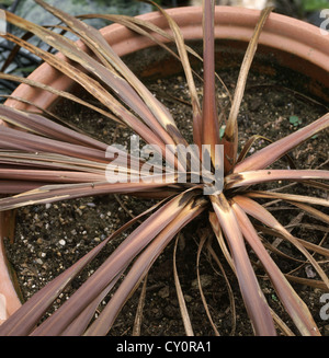 Torbay palm plant infected with Basal rot Fusarium graminearum - centre point rotted away Foto Stock