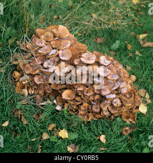 Chiodino (Armilaria tabescens) crescente da un vecchio betulla moncone Foto Stock