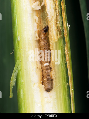 Piralide del mais (Ostrinia nubialis) caterpillar in mais danneggiati stelo Foto Stock