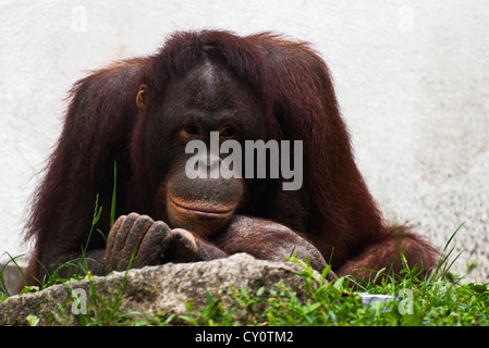 Femmina di Orango Tango relax nel giardino zoologico (Pongo pygmaeus) Foto Stock