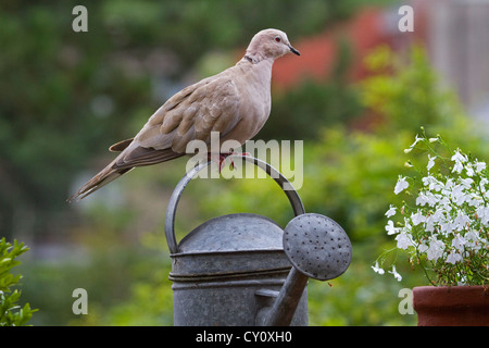 Eurasian Colomba a collare (Streptopelia decaocto) arroccato su annaffiatoio in giardino Foto Stock