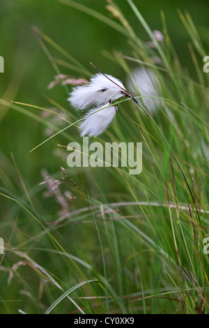 Comune (cottongrass Eriophorum angustifolium) vicino fino nella torbiera, Ardenne, Belgio Foto Stock