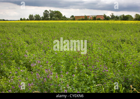 Campo con erba medica / erba medica (Medicago sativa), utilizzato come foraggio per il bestiame, Belgio Foto Stock