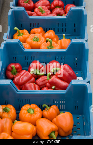 Cassette in plastica con arancia e peperoni rossi dolci / Peperoncino (Capsicum annuum) Foto Stock