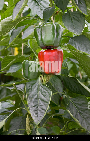 Il verde e il peperone rosso impianto / peperoni (Capsicum annuum) coltivazione in serra Foto Stock