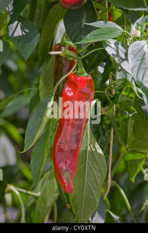 Peperone rosso impianto / peperoni (Capsicum annuum) coltivazione in serra Foto Stock