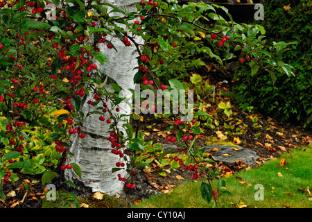 Naturalizzato giardino in tarda estate- Crabapples, maggiore Sudbury, Ontario, Canada Foto Stock