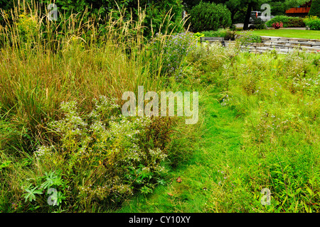 Naturalizzato giardino in tarda estate- aestri ed erbe, maggiore Sudbury, Ontario, Canada Foto Stock