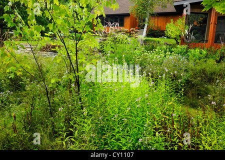 Naturalizzato giardino in tarda estate- impianto obbediente e erbe, maggiore Sudbury, Ontario, Canada Foto Stock