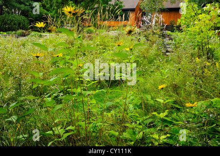 Naturalizzato giardino in tarda estate- aestri ed erbe, maggiore Sudbury, Ontario, Canada Foto Stock