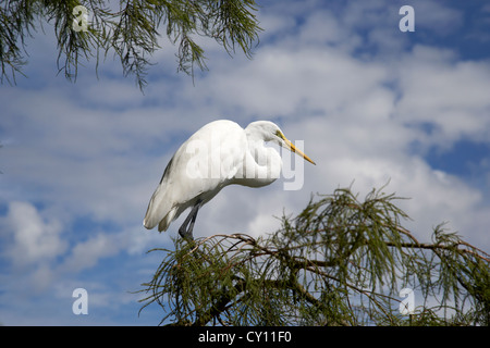 Airone bianco maggiore appollaiato sul ramo di albero orlando florida usa Foto Stock