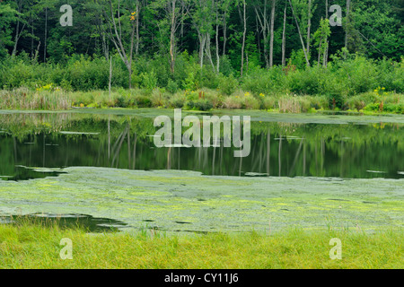 Fioritura algale in Junction Creek, maggiore Sudbury (Naughton), Ontario, Canada Foto Stock