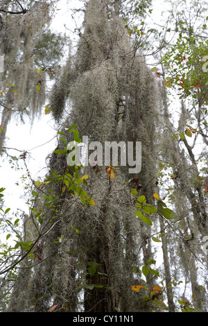 Muschio spagnolo tillandsia usneoides appesi in cipresso palude orlando florida usa Foto Stock