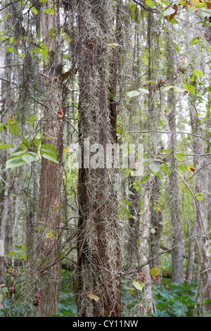 Muschio spagnolo tillandsia usneoides appesi in cipresso palude orlando florida usa Foto Stock