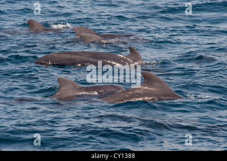 A breve alettato di Balene Pilota gruppo (Globicephala macrorhynchus), affiorante, Maldive, Oceano Indiano. Foto Stock