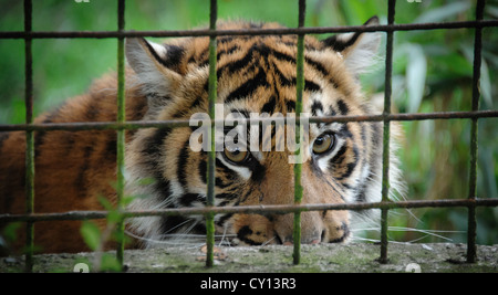 Tiger dietro le sbarre in Zoo, REGNO UNITO Foto Stock