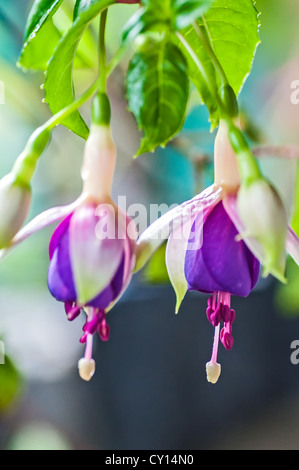 Due fiore fiori fucsia con il verde delle foglie e germogli, macro close up Foto Stock