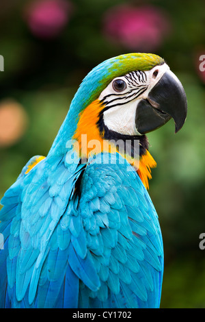 Ritratto di blu e giallo macaw. ara ararauna Foto Stock