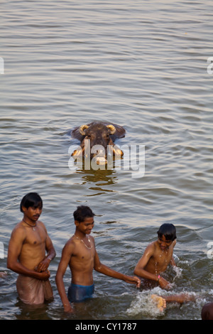 I giovani condividono un bagno con acqua bufale nel sacro Gange a Varanasi, India Foto Stock