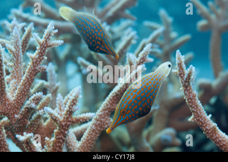 Coppia di Longnose Filefish, Oxymonacanthus longirostris, Thaa Atoll, Maldive Foto Stock