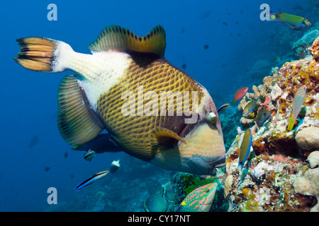 Il gigante verde Pesci balestra, Balistoides viridescens, Thaa Atoll, Maldive Foto Stock