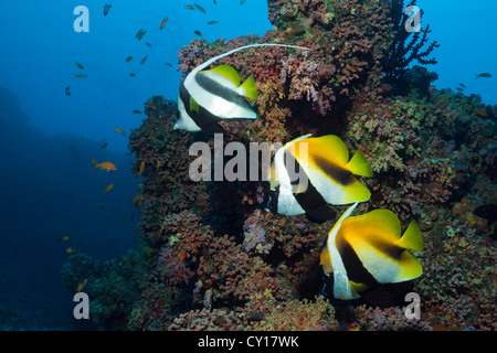Bannerfishes sulla barriera corallina, Heniochus monceros, Heniochus acuminatus, North Male Atoll, Maldive Foto Stock