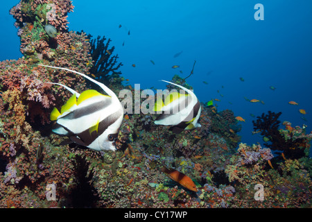 Bannerfishes sulla barriera corallina, Heniochus acuminatus, North Male Atoll, Maldive Foto Stock
