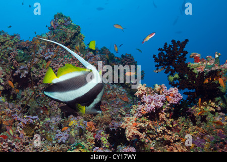 Bannerfish sulla barriera corallina, Heniochus acuminatus, North Male Atoll, Maldive Foto Stock