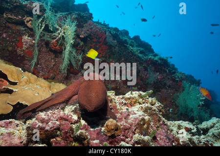 Il polpo in Coral Reef, Octopus vulgaris, Thaa Atoll, Maldive Foto Stock