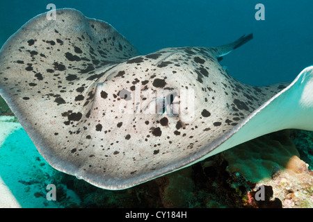 Nero-spotted Stingray, Taeniura meyeni, North Male Atoll, Maldive Foto Stock