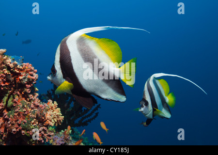 Bannerfishes sulla barriera corallina, Heniochus acuminatus, North Male Atoll, Maldive Foto Stock
