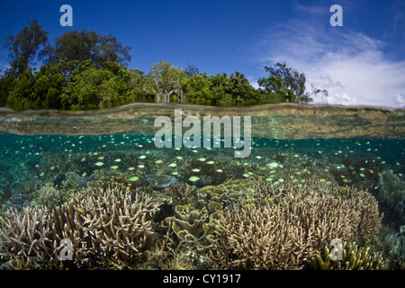 Blu-verde, Castagnole su shallow Coral Reef, Chromis viridis, Misool, Papua occidentale, in Indonesia Foto Stock