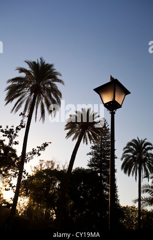 Affascinante lanterna e palme oltre il cielo mattutino Foto Stock